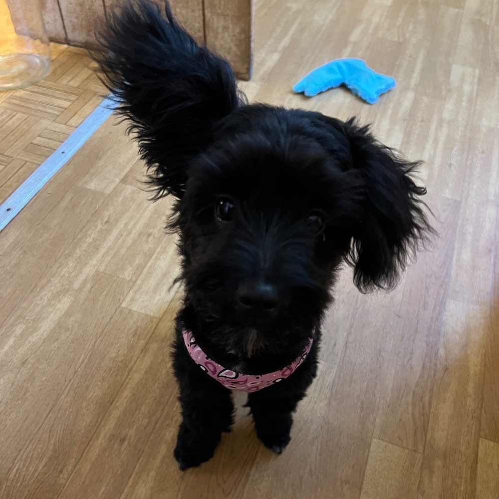 Meet your Posher, Charlene